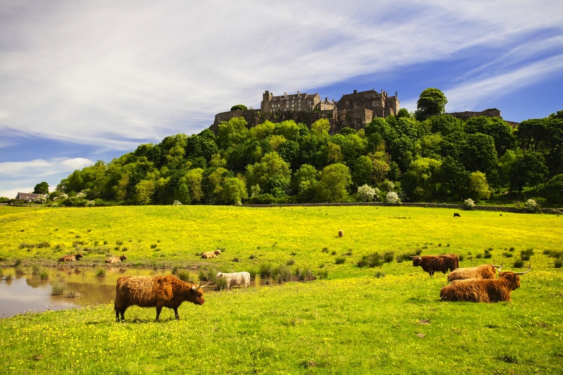 Weidende Hochlandrinder vor Schloss Stirling auf Hügel in Schottland
