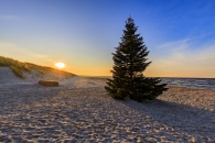 Sonnenuntergang am Strand mit Tannenbaum und Meer im Hintergrund.