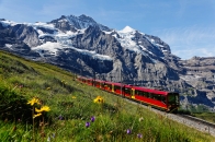 Roter Zug fährt vor schneebedeckten Bergen durch blühende Bergwiese.