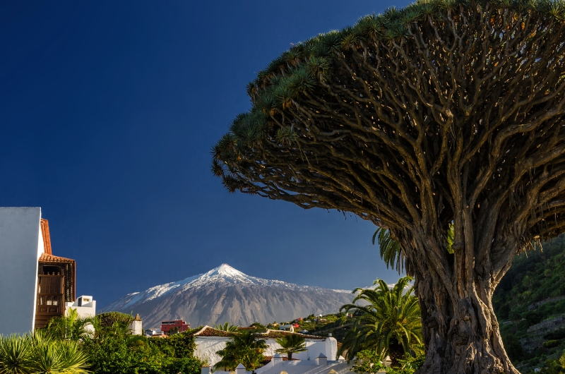 Ein Drachenbaum vor dem Hintergrund des Vulkans Teide auf Teneriffa, Kanarische Inseln, Spanien.