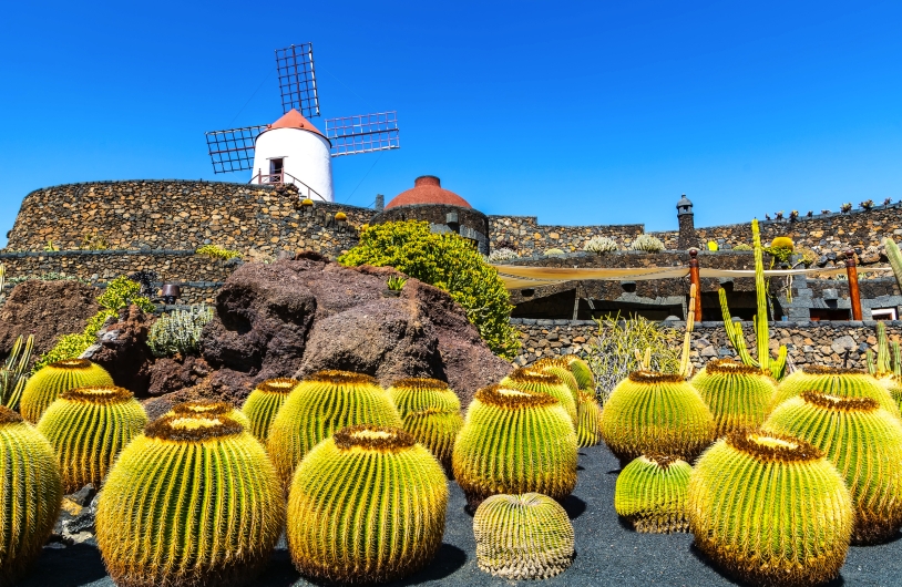 Kakteen und eine Windmühle in einem botanischen Garten bei sonnigem Wetter.
