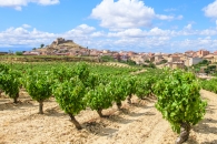 Weinberge in der Region La Rioja, Spanien, mit einem Dorf im Hintergrund.