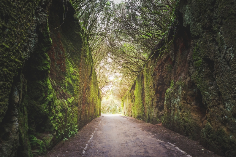 Lorbeerwaldpfad Camino Viejo del Pico Inglés im ländlichen Park von Anaga