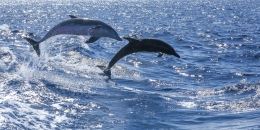 Frei schwimmende Delphine vor Teneriffa