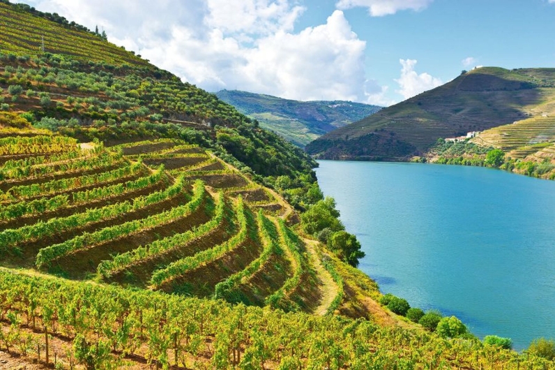 Weinberge an einem Fluss in einer hügeligen Landschaft bei Sonnenschein.