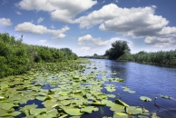 Fluss mit Seerosen und Schilf unter bewölktem Himmel