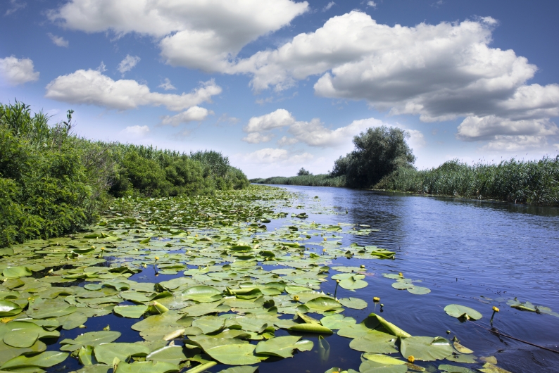 Fluss mit Seerosen und Schilf unter bewölktem Himmel