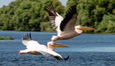 Zwei fliegende Pelikane über einem See mit Bäumen im Hintergrund.