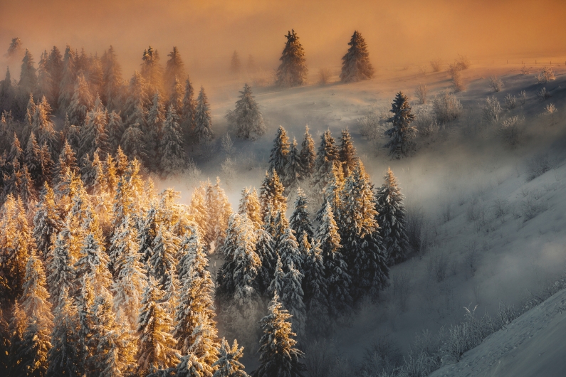 Eine Nahaufnahme eines verschneiten Nadelwaldhangs im Schwarzwald während des Sonnenaufgangs. Die linke Bildhälfte zeigt dicht stehende Tannen, deren schneebedeckte Wipfel von hellem, gold-orangefarbenem Sonnenlicht angestrahlt werden. Dünne Nebelschwaden ziehen zwischen den Bäumen hindurch. Auf der rechten Seite fällt der Hang steiler ab und ist von einer kühleren, bläulichen Schattenzone und dichterem Bodennebel geprägt. Der obere Bildrand wird von einem warmen, diffusen Licht des Himmels ausgefüllt.