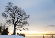 Eine winterliche Weitwinkelaufnahme bei Sonnenuntergang. Im linken Bildvordergrund steht eine imposante, laublose Eiche mit weit verzweigter Krone auf einer schneebedeckten Anhöhe. Im Schatten des Baumes stehen drei Personen als Silhouetten und blicken auf den Bodensee hinunter. Die Sonne steht tief am Horizont und taucht den Himmel in sanfte Gelb- und Orangetöne, die sich auf der ruhigen Wasseroberfläche spiegeln. Der restliche Himmel ist in ein kühles Hellblau und Grau getaucht. Rechts im Hintergrund sind schemenhaft die Umrisse des gegenüberliegenden Ufers zu erkennen.