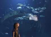 Eine junge Frau mit langen, braunen Haaren steht im unteren linken Bildbereich im Profil und blickt mit einem Lächeln nach oben in ein tiefblaues Aquarium. Sie trägt ein dunkelblaues T-Shirt.Direkt vor ihr im Wasser schwebt ein großer Rochen, dessen helle Unterseite gut sichtbar ist. Dahinter zieht ein Schwarm aus mehreren Dutzend größeren, silbrigen Fischen vorbei. Im Hintergrund des Beckens zeichnen sich die dunklen, imposanten Konturen eines gesunkenen Schiffswracks ab, das von oben schwach beleuchtet wird.
