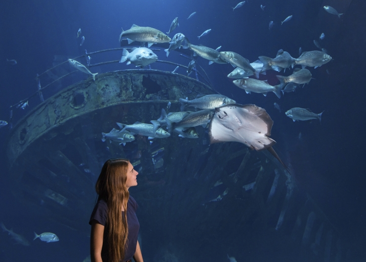 Eine junge Frau mit langen, braunen Haaren steht im unteren linken Bildbereich im Profil und blickt mit einem Lächeln nach oben in ein tiefblaues Aquarium. Sie trägt ein dunkelblaues T-Shirt.Direkt vor ihr im Wasser schwebt ein großer Rochen, dessen helle Unterseite gut sichtbar ist. Dahinter zieht ein Schwarm aus mehreren Dutzend größeren, silbrigen Fischen vorbei. Im Hintergrund des Beckens zeichnen sich die dunklen, imposanten Konturen eines gesunkenen Schiffswracks ab, das von oben schwach beleuchtet wird.