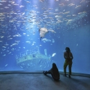 Blick aus einem abgedunkelten Raum durch eine große Glasscheibe in ein tiefblaues Großaquarium. Im Zentrum des Beckens ruht das verrostete Wrack eines Schiffes auf dem Boden. Über dem Wrack bewegt sich ein dichter Schwarm aus hunderten kleinen, silbrigen Fischen. Ein großer Rochen gleitet mit sichtbarer heller Unterseite zentral über dem Schiffswrack durch das Wasser.Im rechten Vordergrund betrachten zwei Besucherinnen die Szene von hinten:Eine Frau mit langen Haaren sitzt entspannt auf dem grauen Boden.Neben ihr steht eine Frau mit einer auffälligen, hellgelben Hose und hält die Hände hinter dem Rücken.Das Licht bricht von oben durch das Wasser und erhellt die gesamte Unterwasserszene.