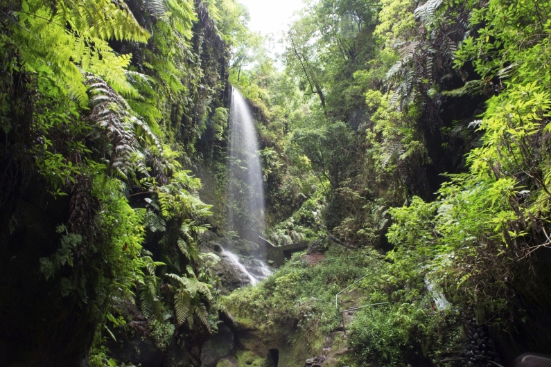 Fotografie im Querformat aus einer tiefen Perspektive mit Blick in eine dicht bewachsene, dschungelartige Felsschlucht. Im mittleren linken Bildteil stürzt ein schmaler, feiner Wasserfall aus großer Höhe senkrecht hinab und bricht sich im unteren Teil weiß schäumend auf grauen, nassen Felsen. Die steilen Felswände auf der linken und rechten Seite sind flächig mit unzähligen, großen hellgrünen Farnwedeln und moosartigen Pflanzen überzogen. Im rechten und unteren Vordergrund dominiert eine üppige, dichte Vegetation aus grünen Laubsträuchern und Bäumen. Mittendrin ist ein schmaler, naturbelassener Wanderweg mit einem dünnen, grünen Metallgeländer zu erkennen, der stufenartig nach oben führt. Der schmale Spalt zum Himmel am oberen Bildrand wird von den dichten Kronen hoher Lorbeerbäume eingerahmt, durch die gedämpftes, helles Tageslicht in die schattige Schlucht fällt.