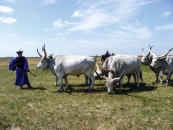 Fotografie in einer flachen, weiten Steppenlandschaft unter einem hellblauen Himmel mit lockeren Schleierwolken. Im linken Vordergrund steht ein ungarischer Hirte (Csikós) in einer traditionellen, weiten blauen Tracht, dunkler Weste und einem schwarzen Hut. Er hält eine Kette, die am Kopf eines großen, weiß-grauen ungarischen Graurindes befestigt ist, das im Profil nach links blickt. Mittig fressen zwei weitere Rinder mit gesenkten Köpfen am Boden, während rechts zwei weitere Tiere aufrecht stehen. Alle Rinder haben die charakteristischen, extrem langen, weit ausladenden und nach oben geschwungenen Hörner. Im Hintergrund der grün-braunen Grassteppe reitet ein weiterer Hirte auf einem dunklen Pferd. Der Horizont zieht sich flach und geradlinig durch das gesamte Bild.
