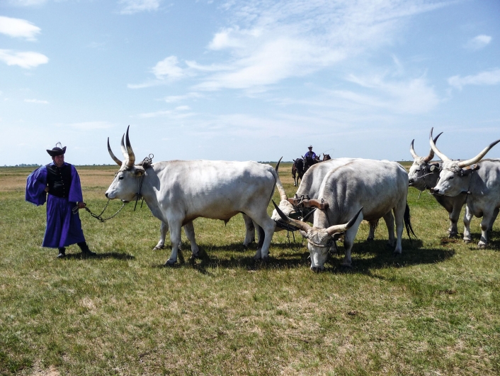 Fotografie in einer flachen, weiten Steppenlandschaft unter einem hellblauen Himmel mit lockeren Schleierwolken. Im linken Vordergrund steht ein ungarischer Hirte (Csikós) in einer traditionellen, weiten blauen Tracht, dunkler Weste und einem schwarzen Hut. Er hält eine Kette, die am Kopf eines großen, weiß-grauen ungarischen Graurindes befestigt ist, das im Profil nach links blickt. Mittig fressen zwei weitere Rinder mit gesenkten Köpfen am Boden, während rechts zwei weitere Tiere aufrecht stehen. Alle Rinder haben die charakteristischen, extrem langen, weit ausladenden und nach oben geschwungenen Hörner. Im Hintergrund der grün-braunen Grassteppe reitet ein weiterer Hirte auf einem dunklen Pferd. Der Horizont zieht sich flach und geradlinig durch das gesamte Bild.
