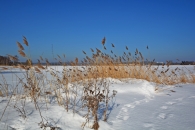 Schneebedeckte Landschaft mit einer Gruppe Schilfrohr unter klarem blauem Himmel.